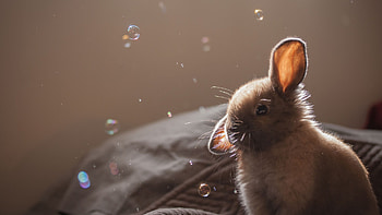 Cute rabbit 2, Animals in , bunny , Captivating bunny ry HD wallpaper