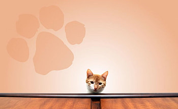 Hi (:, animal, cat, gato HD wallpaper