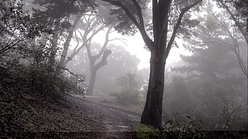 Nature, Trees, Forest, Fog, Slope, Descent, Mysterious, Gloomy HD wallpaper