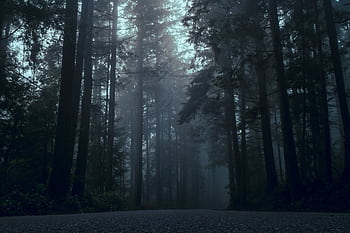 Moody forest scene with towering trees surrounded by dense fog at twilight HD wallpaper