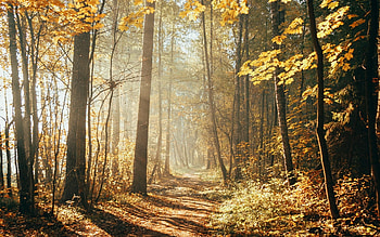 Autumn Forest Path, trees, autumn, forest, path HD wallpaper