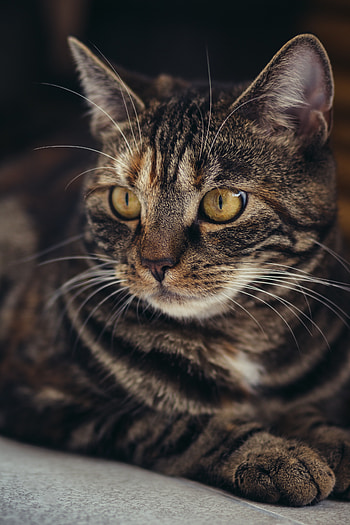 Animals, Cat, Muzzle, Striped, Pensive HD phone wallpaper