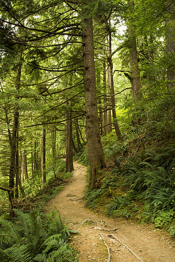 Forest, Nature, Trees, Fern, Path HD phone wallpaper