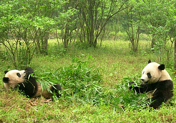 Animals, Food, Grass, Pandas, Couple, Pair HD wallpaper