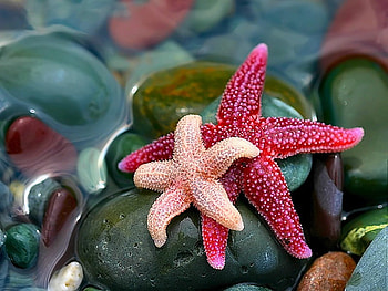 Star Fish, deep sea, beautiful HD wallpaper