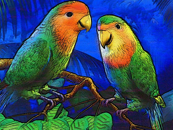 Parrots, abstract, bird HD wallpaper