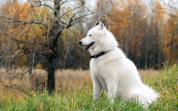 Animals, Grass, Autumn, Forest, Fluffy, Dog, Relaxation, Rest HD wallpaper