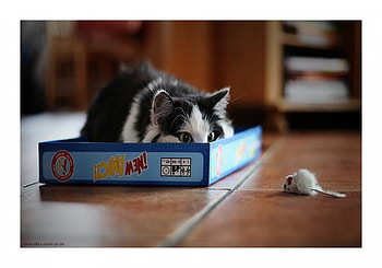 I see you, mouse, kitty, cute, cat, funny HD wallpaper