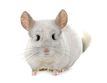 Chinchilla care, Exotic pets, Small and fluffy, Comprehensive guide HD wallpaper