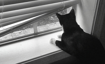 What's out there, tuxedo cat, lonely kitty, window, black and white HD wallpaper