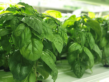 Basil healthy, Pure greens, Custom container farms, Basil plant HD wallpaper