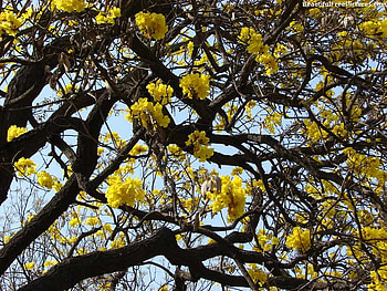 YELLOW BLOSSOMS, branches, tree, yellow, blossoms HD wallpaper