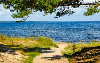 Path to Sea, sea, path, Latvia, tree, beach HD wallpaper