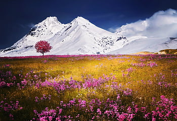 Captivating scene of pink flowers in the foreground with a snow-covered mountain and tree in the distance. HD wallpaper