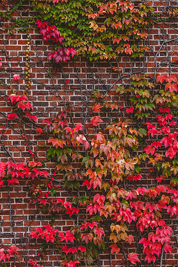 Nature, Branches, Wall, Foliage HD phone wallpaper