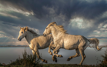 Horses Fleeing a Coming Storm, clouds, white, horses, water HD wallpaper