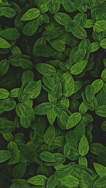 Mint, Leaves HD phone wallpaper