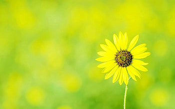 Nature, Flower, Small HD wallpaper