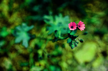 Colors everywhere, colors, flowers, spring HD wallpaper