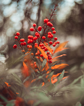 Leaves, Berries, Macro, Branches HD phone wallpaper