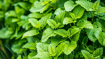 Lemon Balm, Stress relief, Anxiety support, Natural supplements HD wallpaper