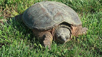 Snapping Turtle, Animal, turtle HD wallpaper