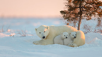Fierce predator, Arctic habitat, Wildlife graphy, Snowy landscapes HD wallpaper