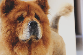 Animals, Dog, Muzzle, Chow Chow HD wallpaper
