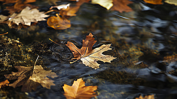 Serene of Fall Leaves on Water, leaf, water, fall leaves HD wallpaper