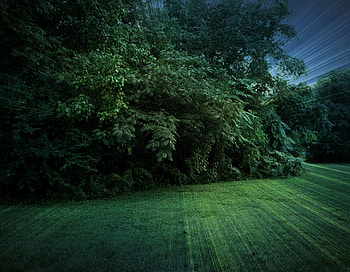 Landscape, Nature, Trees, Field HD wallpaper