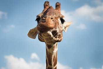 Funny, Animals, Muzzle, Cool, Giraffe HD wallpaper
