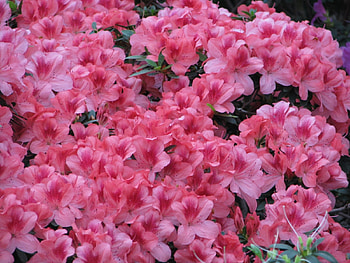 Plants, Flowers, Background HD wallpaper
