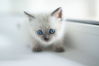 Animals, Kitty, Kitten, Pet, Sight, Opinion, Nice, Sweetheart, Burmese Cat HD wallpaper