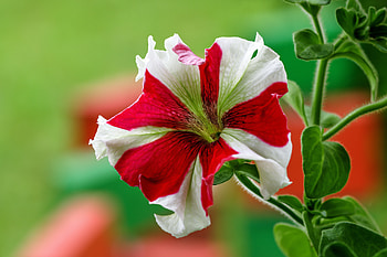 Petunia, nature, pretty, flower HD wallpaper