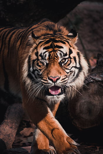 Close-up of a fierce Bengal tiger prowling outdoors, showcasing its striking stripes and intense gaze. HD phone wallpaper