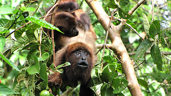 The southern brown, Howler Monkey HD wallpaper