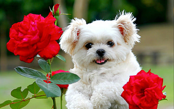 Really cute puppy, Captivating gaze, Adorable expression, Playful energy HD wallpaper