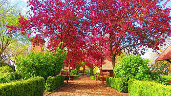 Springtime in the park, blooming, trees, bench, patth, hedge HD wallpaper