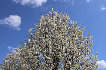 Spring Bloom, spring, nature, tree HD wallpaper