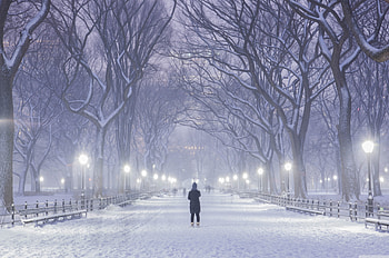 Central Park, New York City, Winter background HD wallpaper
