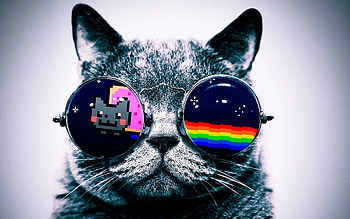 Galaxy Cat - afari HD wallpaper