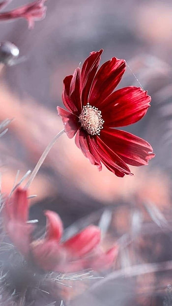 Flower, Red Floral HD phone wallpaper