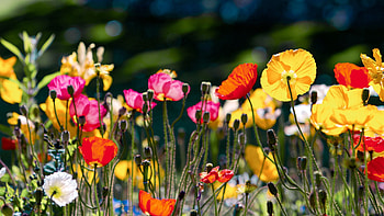 Flowers, Bright, Color, Glade, Polyana HD wallpaper
