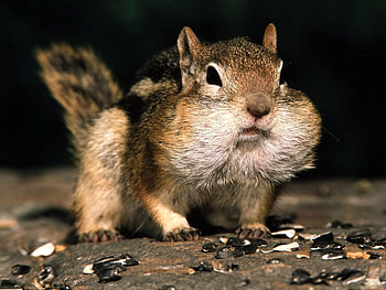 More Please, Brown, Chipmunk, Paws, Nuts, Cute HD wallpaper