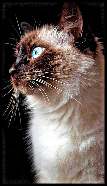 Siamese kitty, whiskers, cats HD phone wallpaper