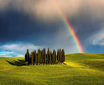 Italy, Tuscany, Cypress hill, Nature HD wallpaper