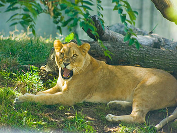 Lioness, lion, animals HD wallpaper