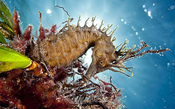Seahorse, , backgrounds, Animals HD wallpaper