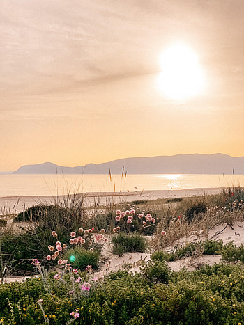 Plants, Nature, Flowers, Mountains, Sea, Beach HD phone wallpaper
