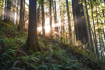 Beautiful forest scene with sunrays streaming through towering trees and lush ferns. HD wallpaper